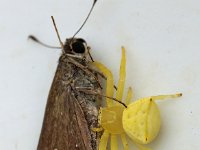 Thomisus spectabilis DSC09990 edit